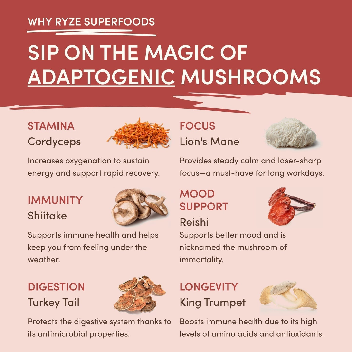 Mushroom Chai - Select MG1739