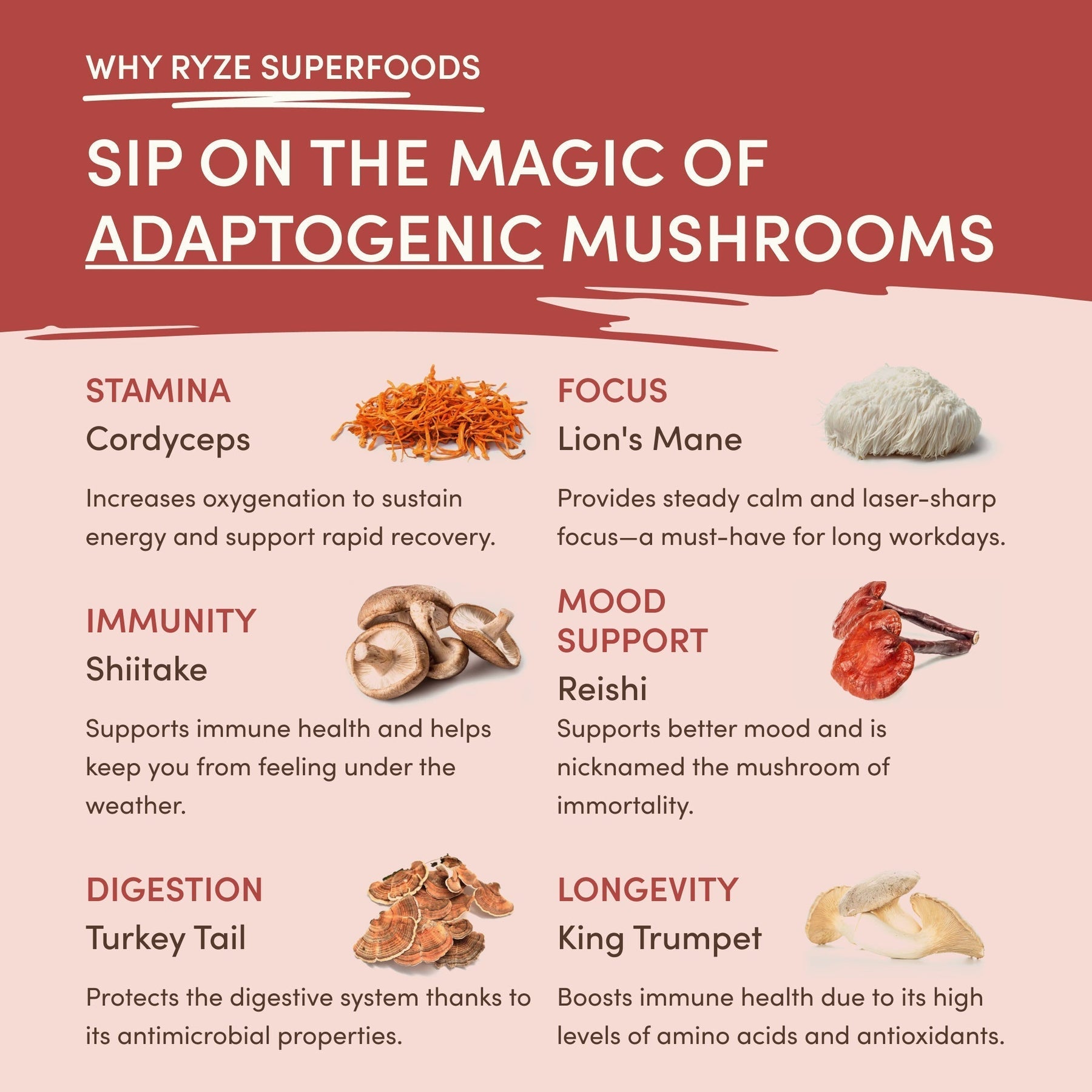 Mushroom Chai - Select MG1739